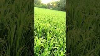 paddypaddyyoutabeshortvideo paddyplanting paddyparboilingplant [upl. by Lirba454]