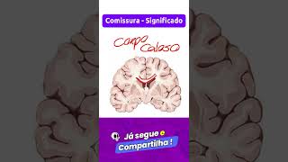 Comissura  Significado  Classificação em Neuroanatomia [upl. by Amadus]