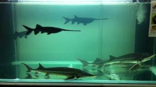 Sturgeon And Paddlefish In Malaysia [upl. by Aniham222]