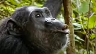 Animal Mating Rituals of Chimpanzees  BBC Studios [upl. by Nhojleahcim]