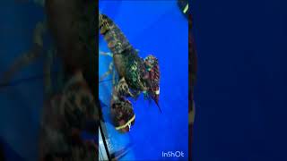 Giant Lobster alive dubai uae fishmarket fishmarkets Fishes fish lobster gaint big crab [upl. by Fowkes]