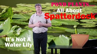 Pond Plants Spatterdock [upl. by Lubow]