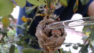 Hummingbird Chicks Rescue  April 13 2014 [upl. by Zelma]