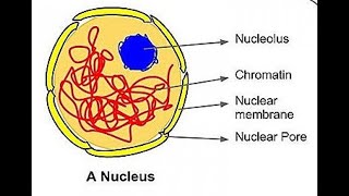 CYTOLOGY LECTURE FIVE NUCLEUS AND CELL DIVISION [upl. by Haydon181]