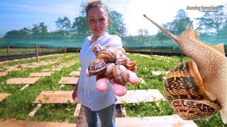 Modern Farm for Snail Amazing Technology for Agriculture Snail Farms [upl. by Nylleoj303]