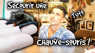 SECOURIR UNE CHAUVE SOURIS  FOCUS [upl. by Ttelracs]