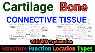 CONNECTIVE TISSUE  BONE TISSUE Structure  Function tissue class9 bones Biopointofficial [upl. by Aicsile]