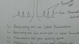 Respiratory Root l Morphology Of Flowering Plant l pneumatophore Roots l Halophytic plant l [upl. by Aratahc]