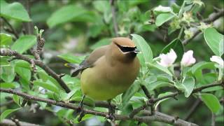 Birding in Ottawa Cedar Waxwings feasting on an Apple Tree [upl. by Laeira424]