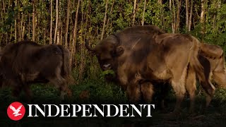 Wild bison return to UK woodland for first time in thousands of years [upl. by Savory]