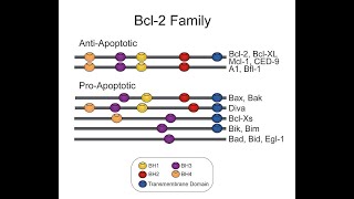 Apoptosis Intrinsic Pathway Part 1 Apoptosis and intrinsic pathway of apoptosis [upl. by Polik]