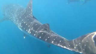 Ningaloo Discovery Whale Sharks tour video [upl. by Kirsten]