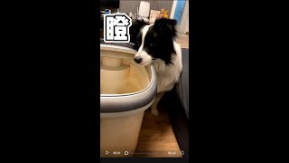 边牧可太会撒娇卖萌哼哼唧唧了，这难道是天生的？—border collie Mia [upl. by Maura]