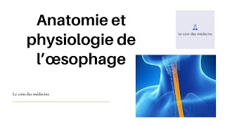 Anatomie et physiologie de l’œsophage [upl. by Lepine]