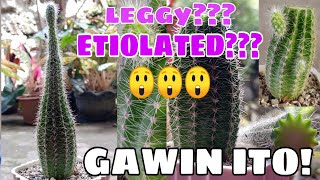 Etiolatedleggy cactus  Gawin ito [upl. by Eiramnwad572]