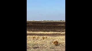 Randall County grass fire highlights need for defensible space around homes say Texas wildfire expe [upl. by Attah307]