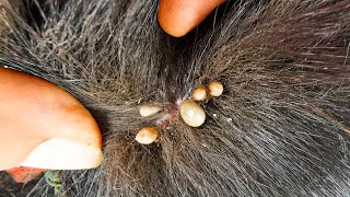 Dog Ticks Remove  Easy And Fast Way To Remove All Ticks From Poor Dog  Save Poor Dog EP 172 [upl. by Gonta]