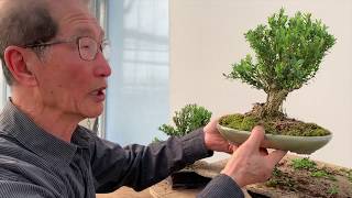 Improving Commercial Bonsai  Part 2 Buxus [upl. by Collar]