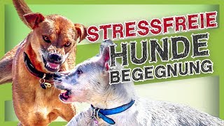 Stressvermeidung bei Hundebegegnungen – Mit diesen einfachen Tipps klappt es [upl. by Greenes]