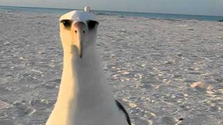 Laysan Albatross wants to dance at Midway Atoll Beach [upl. by Aser]