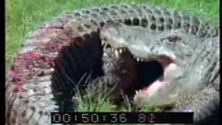 Alligator vs Alligator  Alligators Fighting  Best Shot Footage  Stock Footage  PART 1 [upl. by Guyer]