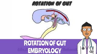 Rotation of Gut embryology [upl. by Hervey931]