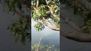 Champakulam🥰🥰trendingshorts viralshort nature [upl. by Lanny46]