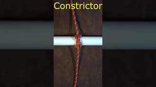 How to Tie the Constrictor Knot in a Bight Folded Method Shorts [upl. by Alehcim]