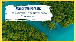 Unsung Nature  Why Mangrove Forests Are So Important [upl. by Anailuig]