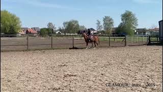 Glamour under saddle video made in 2022 D pony mare °2019 Belgian Horse Trading [upl. by Elak184]