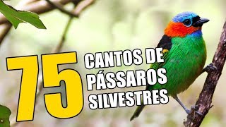 75 CANTOS DE PÁSSAROS SILVESTRES 🔴♫ [upl. by Jule]