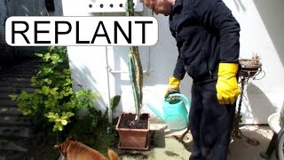 REPLANTING CACTUS  SAN PEDRO  TRICHOCEREUS PACHANOI [upl. by Lemahs]