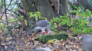 SperberSparrowhawk Accipiter nisus [upl. by Froemming76]