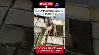 Cuidado robó a un gato que tiene collar🙀 gatos [upl. by Nnyla]