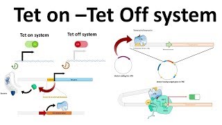 Tet on Tet off system [upl. by Roosnam331]