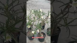 Adenium White crispum adenium astarplants viral shorts flowers [upl. by Weisberg718]