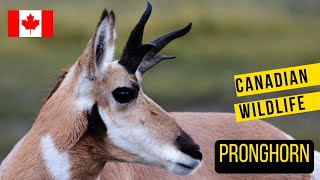 Pronghorn in Canada The incredible speedster [upl. by Frederik]