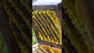 Harvesting honey from Japanese honeybees [upl. by Parke]