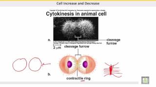 علم الحيوان Zoology  الوحدة 5  Cytokinesis [upl. by Hart]