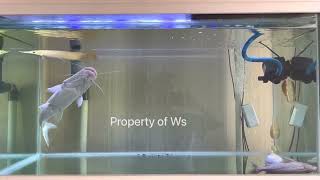 Simple Predator Fish Tank  Golden Gar  Albino Granulosus  TSN Catfish rarefish predatorfish [upl. by Amliw]