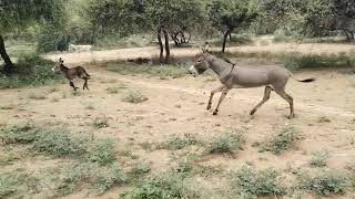 Black donkey and litle kids donkeyslikesharesubscribe [upl. by Shalna313]