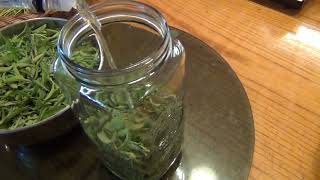 Harvesting Stevia amp Making Extracts [upl. by Dianne719]