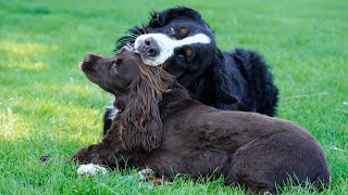 Bernese Mountain Dog playing with other dogs in the park [upl. by Eelinej]