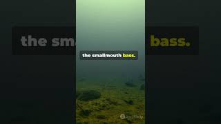 Amazing Bass Facts Largemouth vs Smallmouth fishing fascinatingwildlife [upl. by Mullac]