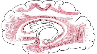 Yoga in the Physiology [upl. by Gimble]