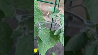 Gardening  Tomatillo Plants 2024 [upl. by Adnuhsed263]