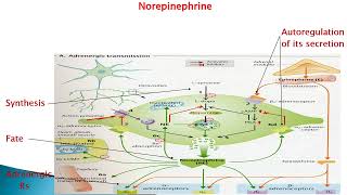 Adrenergic receptors [upl. by Ynaffik839]