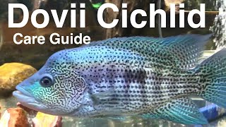 Dovii Cichlid Care Guide Wolf Cichlid [upl. by Erdnaed]