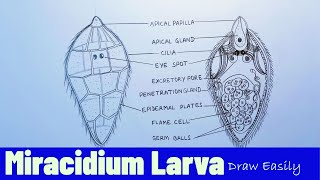 How to Draw Fasciola hepatica Miracidium Larva  how to draw fasciola hepatica [upl. by Enitsenrae]