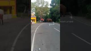 Unexpected Elephant Walk at Mettupalayam to Kotagiri Road [upl. by Annaitat929]